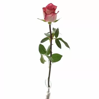 Růžová růže DOUBLE FASHION