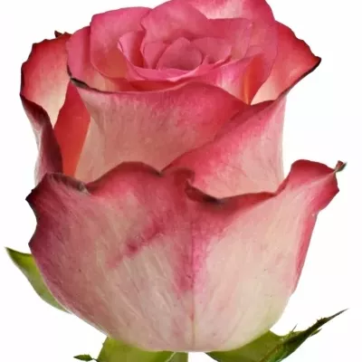 Růžová růže DOUBLE FASHION 70cm (XL)