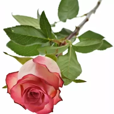 Růžová růže DOUBLE FASHION