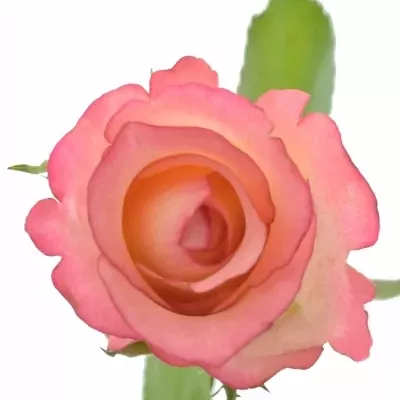 Růžová růže DUO UNIQUE 40cm (S)