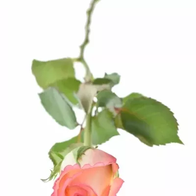 Růžová růže DUO UNIQUE 40cm (S)
