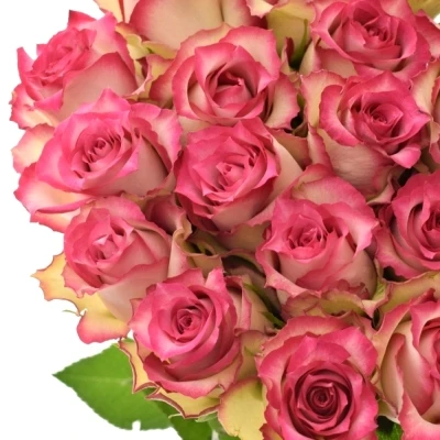 Růžová růže E-VENT 50cm (L)