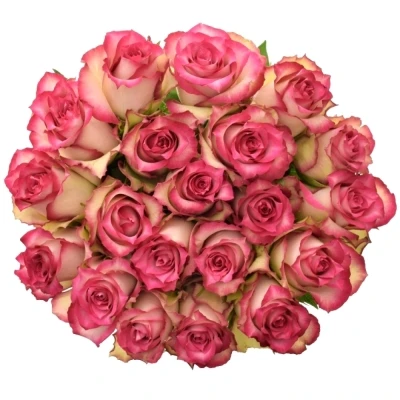 Růžová růže E-VENT 50cm (L)