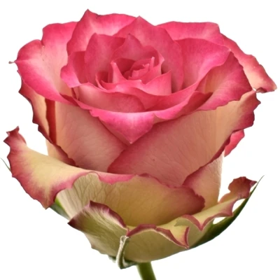 Růžová růže E-VENT 60cm (L)