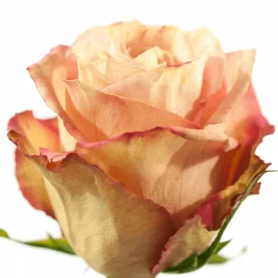 Růžová růže EDGE 70cm (L)