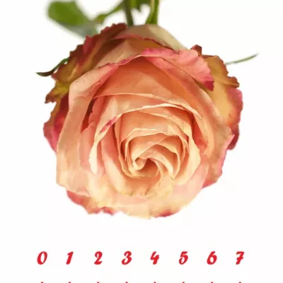 Růžová růže EDGE 60cm