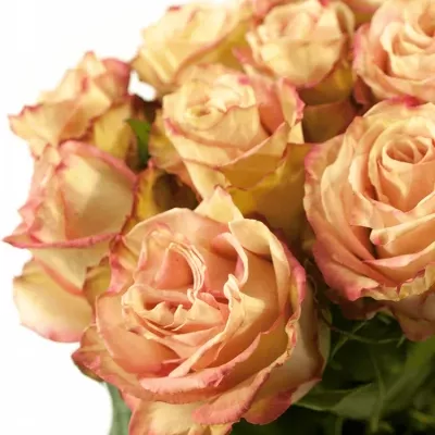 Růžová růže EDGE 60cm