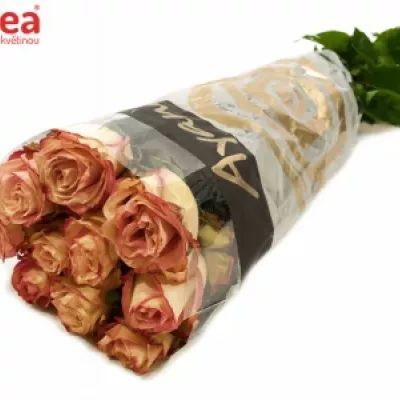 Růžová růže EDGE 60cm