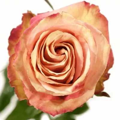 Růžová růže EDGE 60cm