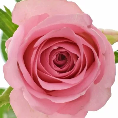 Růžová růže ELIZA 