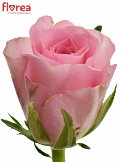 Ružová ruža ELIZA 40cm (M)
