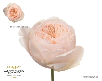 Růžová růže EMMA WOODHOUSE