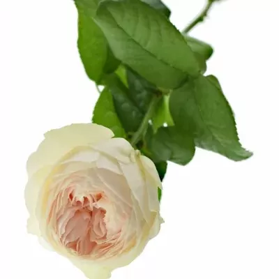 Růžová růže EMMA WOODHOUSE