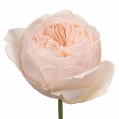 Růžová růže EMMA WOODHOUSE