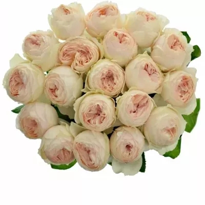 Růžová růže EMMA WOODHOUSE