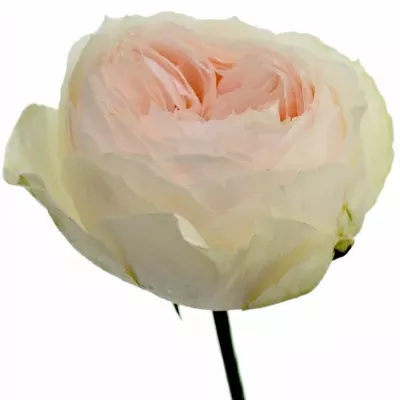 Růžová růže EMMA WOODHOUSE