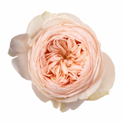 Růžová růže EMMA WOODHOUSE