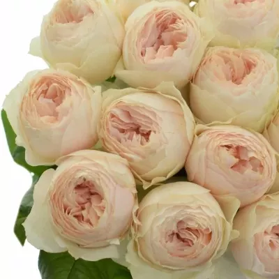 Růžová růže EMMA WOODHOUSE