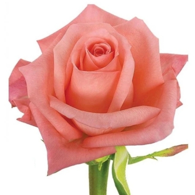 Růžová růže ENGAGEMENT 80 cm (XXL) EQ