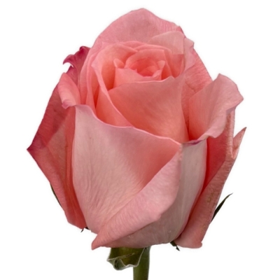 Růžová růže ENGAGEMENT 80 cm (XXL) EQ