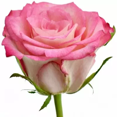 Růžová růže ENSEMBLE 70cm