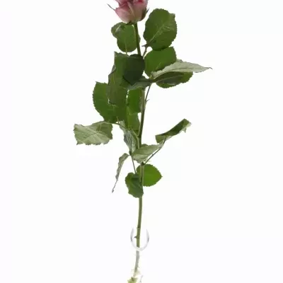 Růžová růže ENSEMBLE FROST 60cm (M)