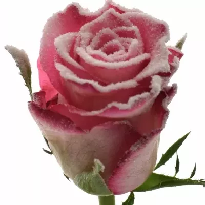 Růžová růže ENSEMBLE FROST 60cm (M)