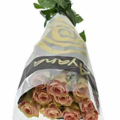 Růžová růže ESCALANTE 70cm (L)