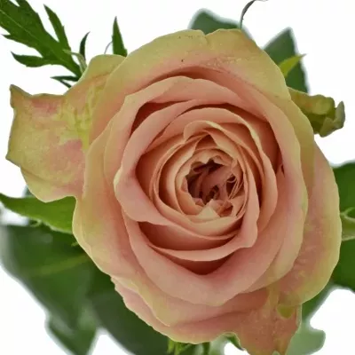 Růžová růže ESCALANTE 70cm (L)