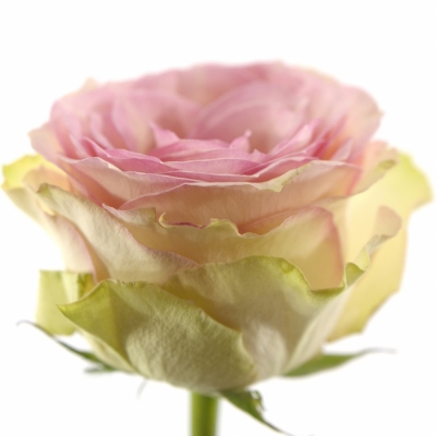 Růžová růže ESPERANCE 50cm (L)