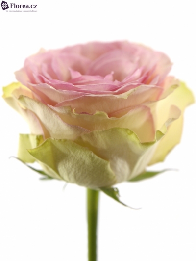 Růžová růže ESPERANCE 70cm