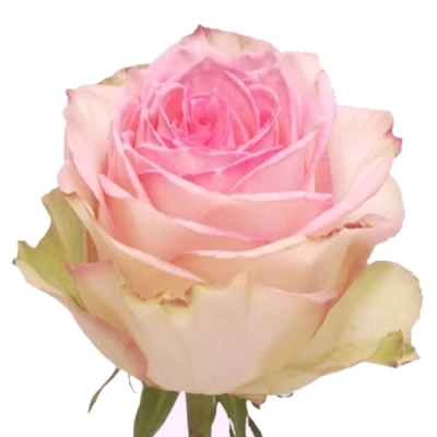 Růžová růže ESPERANCE 50cm (M)