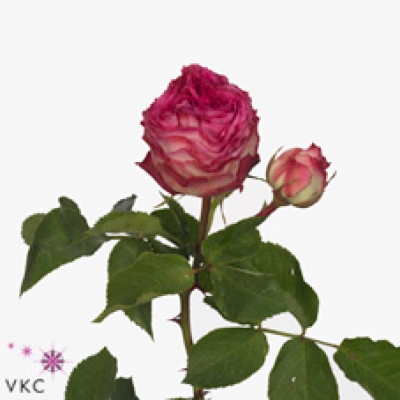 Růžová růže trsová ETERNITY FREELANDER 40 cm / 4+