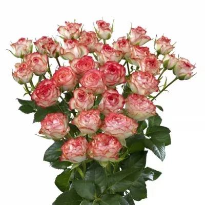 Růžová růže EYE APPEAL 50cm/3+