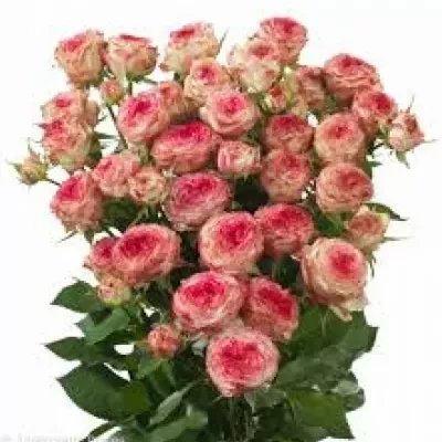 Růžová růže trsová EYEOPENER 40cm/2+