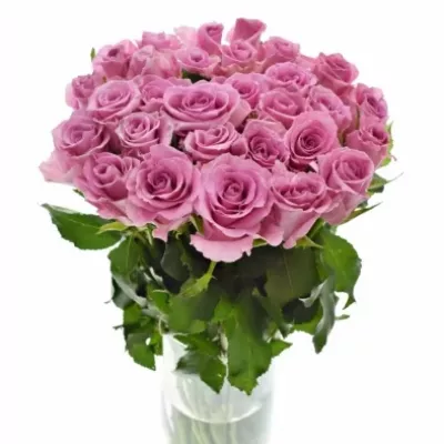 Růžová růže FAMOUS 50cm (M)