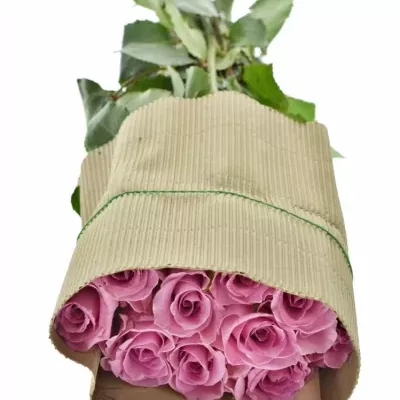 Růžová růže FAMOUS 50cm (M)