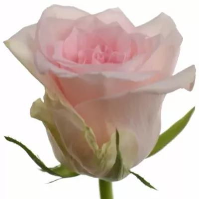 Růžová růže FLAMINGO 50cm (M)