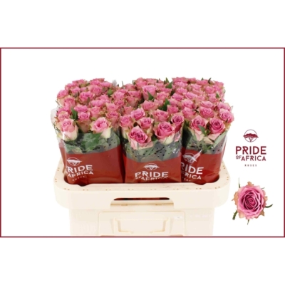 Růžová růže FLIRT 50 cm (M)
