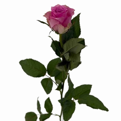Růžová růže FLIRT