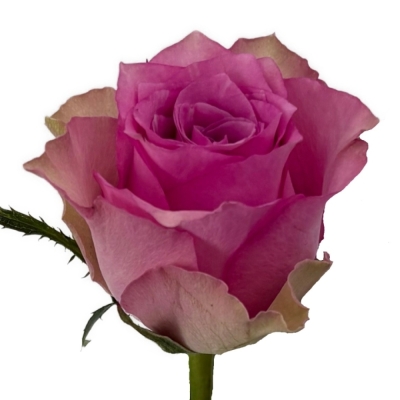 Růžová růže FLIRT 50 cm (M)