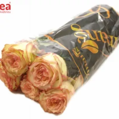 Růžová růže FLORIANCE 60cm (XL)