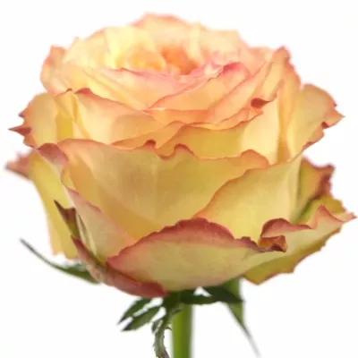 Růžová růže FLORIANCE 60cm (XL)