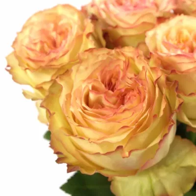 Růžová růže FLORIANCE 60cm (XL)