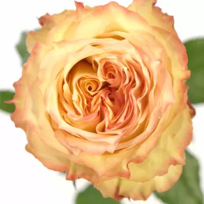 Růžová růže FLORIANCE 60cm (XL)