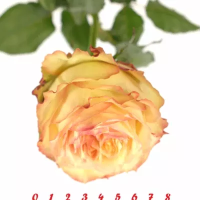 Růžová růže FLORIANCE 60cm (XL)