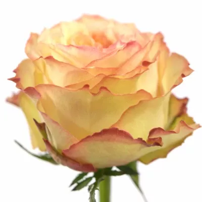 Růžová růže FLORIANCE 60cm (XL)