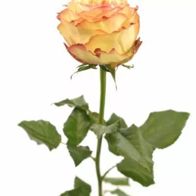 Růžová růže FLORIANCE 60cm (XL)