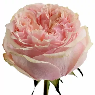 Růžová růže FOXY LADY+ 55cm (XXL)