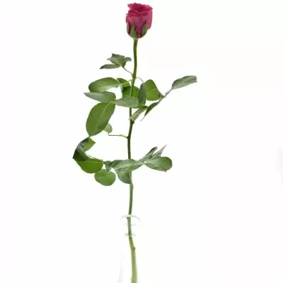 Růžová růže FRISBEE 50cm (S)